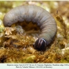 hesperia comma larva4b